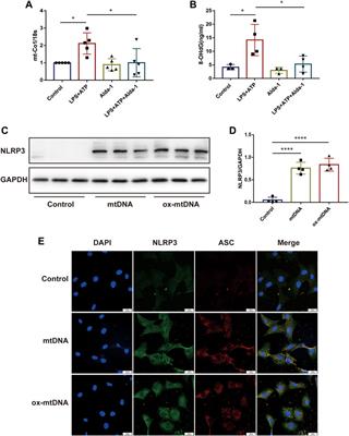 ALDH2 attenuates myocardial pyroptosis through breaking down Mitochondrion-NLRP3 inflammasome pathway in septic shock